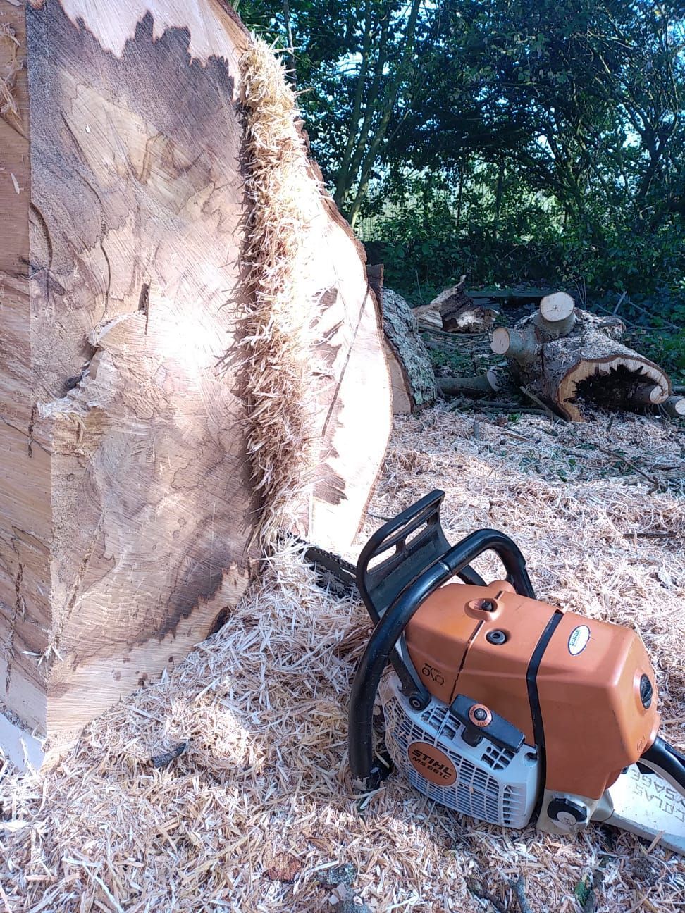 Découpe d'un tronc d'arbre à la tronçonneuse