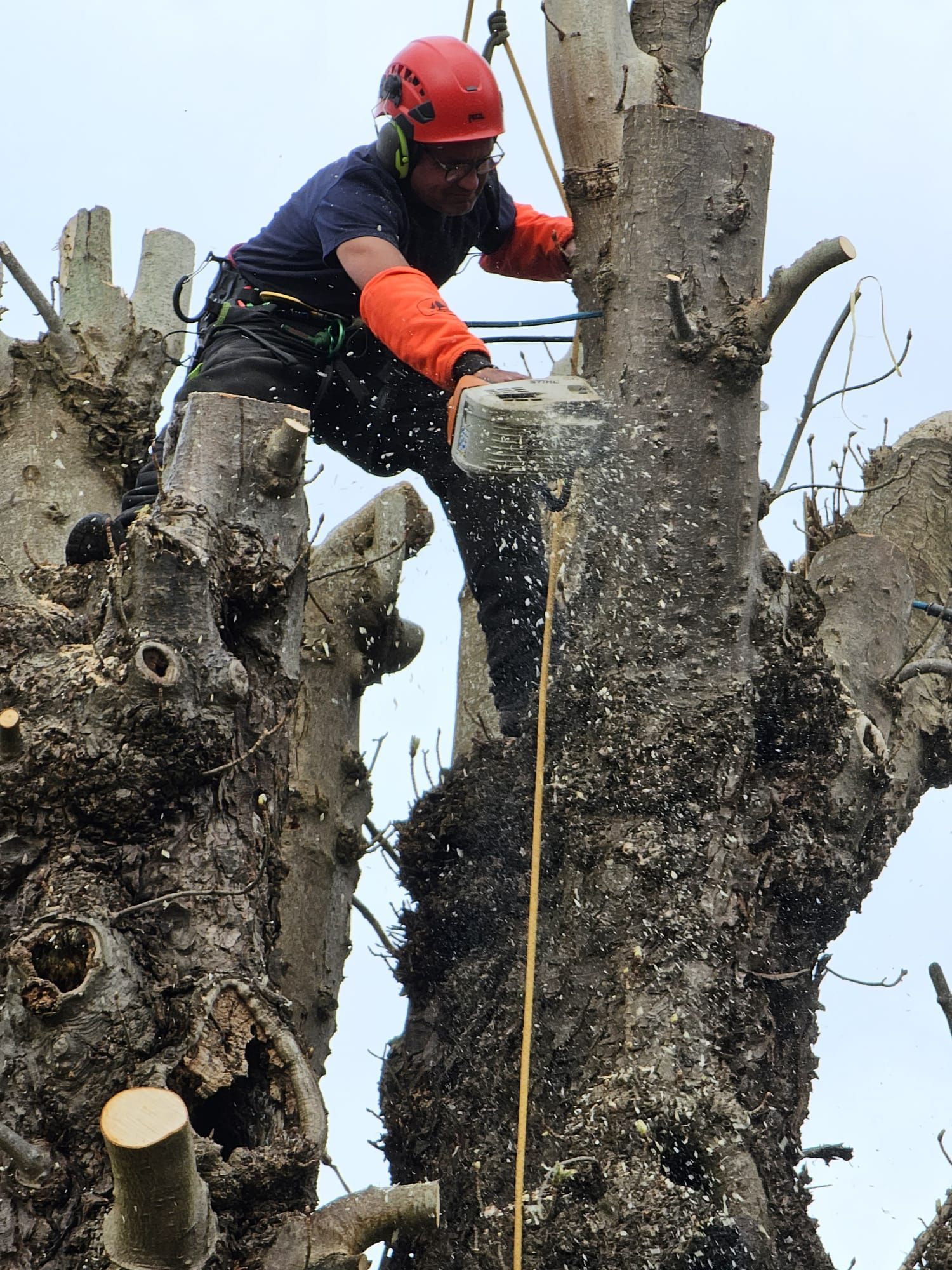 Paysagiste accroché à un arbre