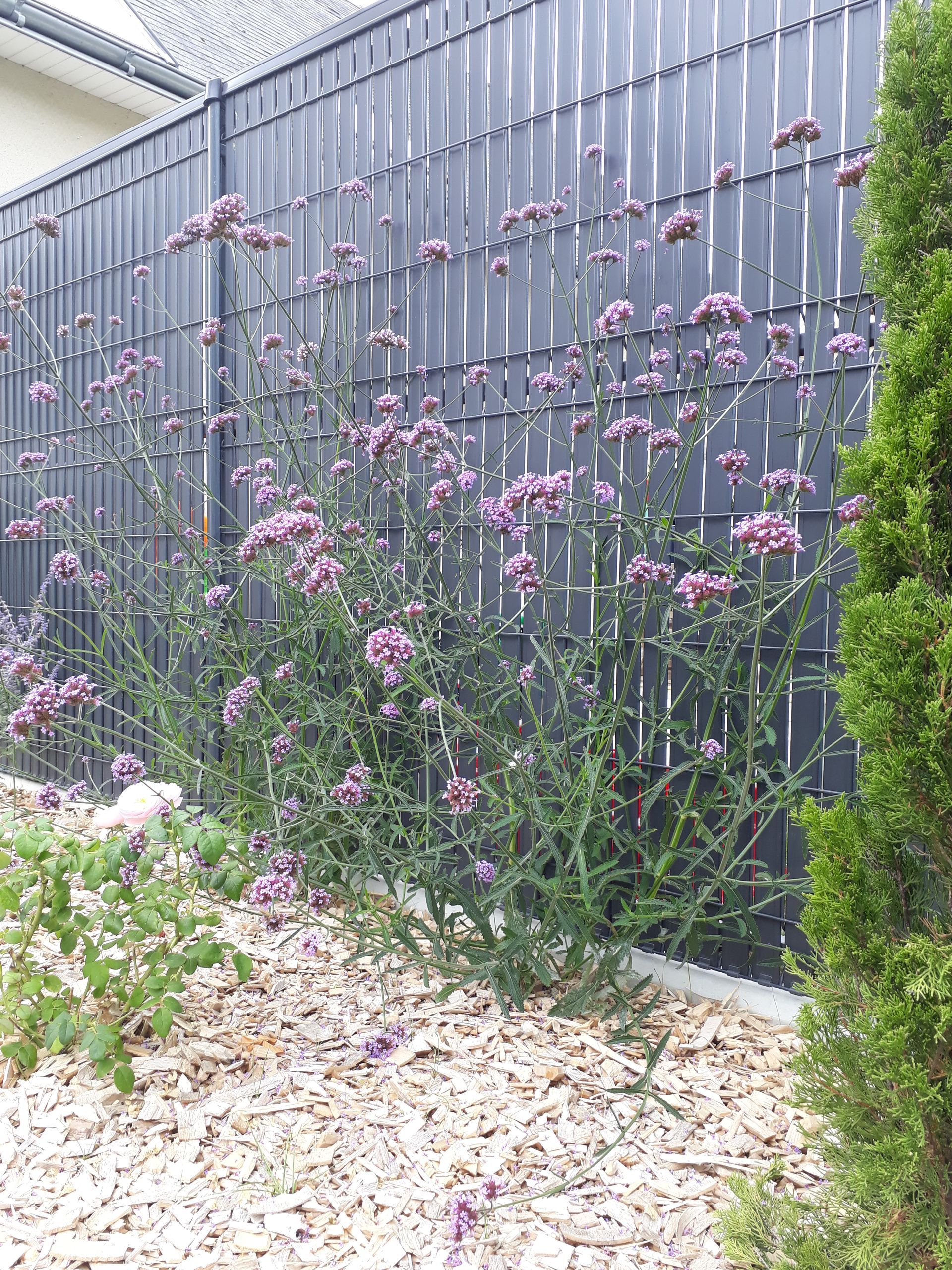 Fleurs roses sur une clôture