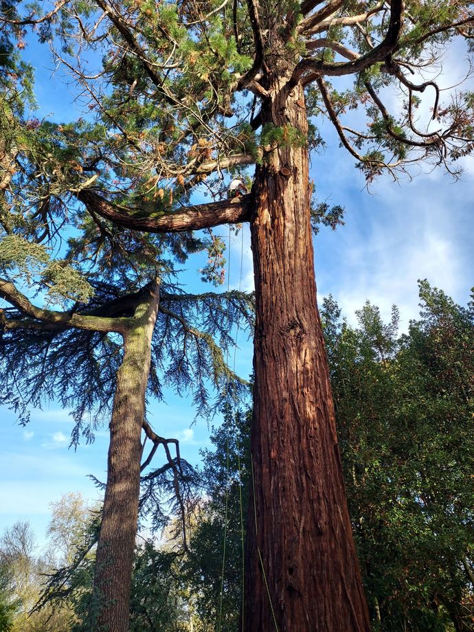 Arbre séquoia