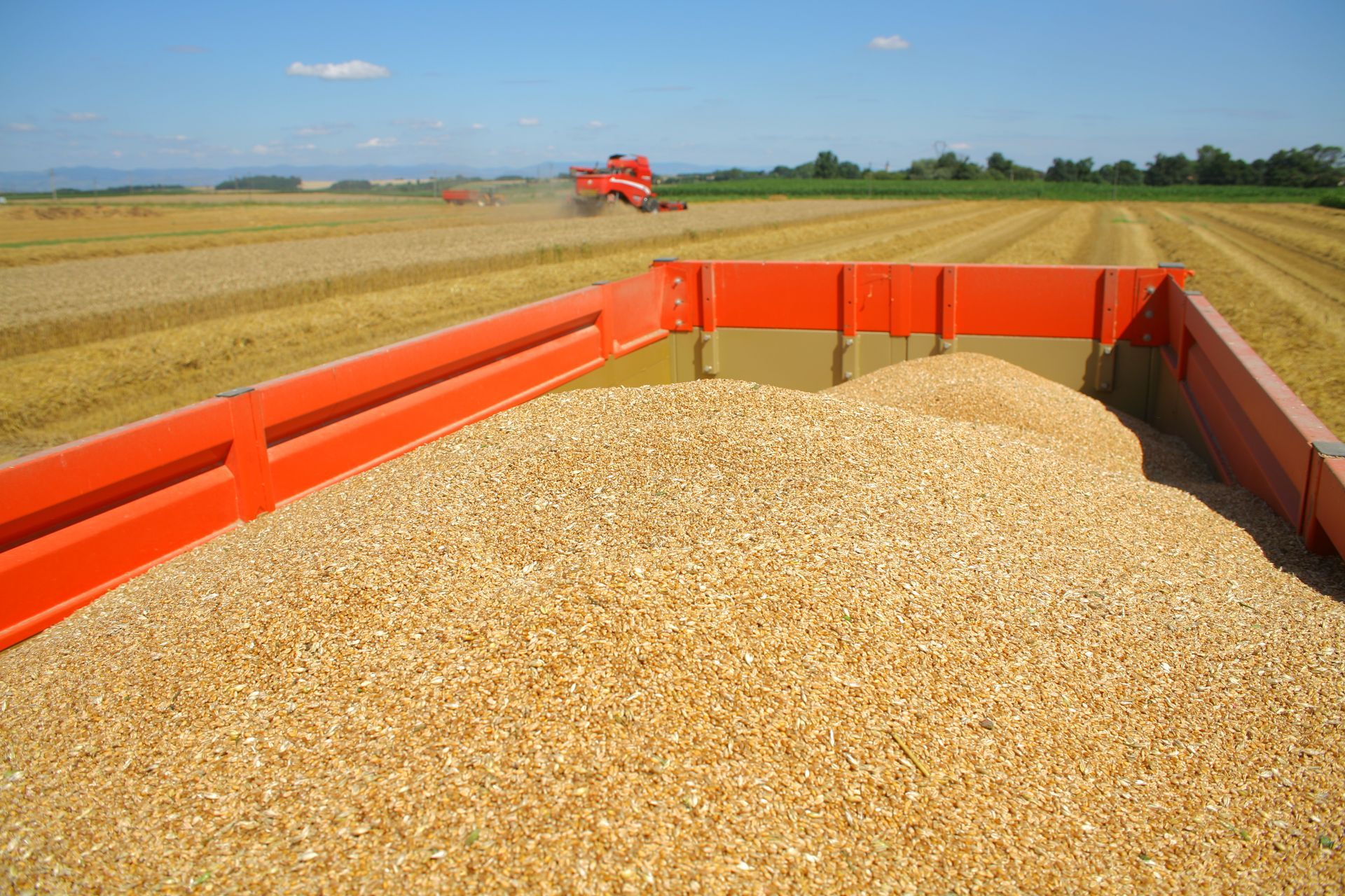 Une remorque à grains orange remplie de maïs dans un champ moissonné, avec une moissonneuse-batteuse au loin.