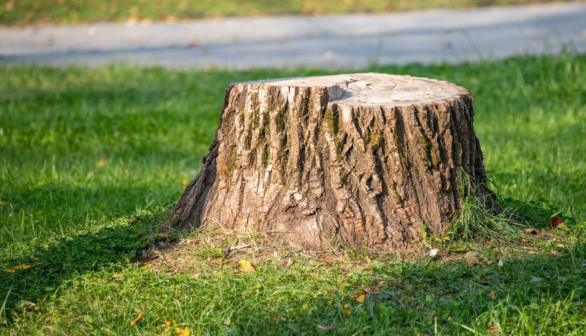 Souche d'un arbre abattu