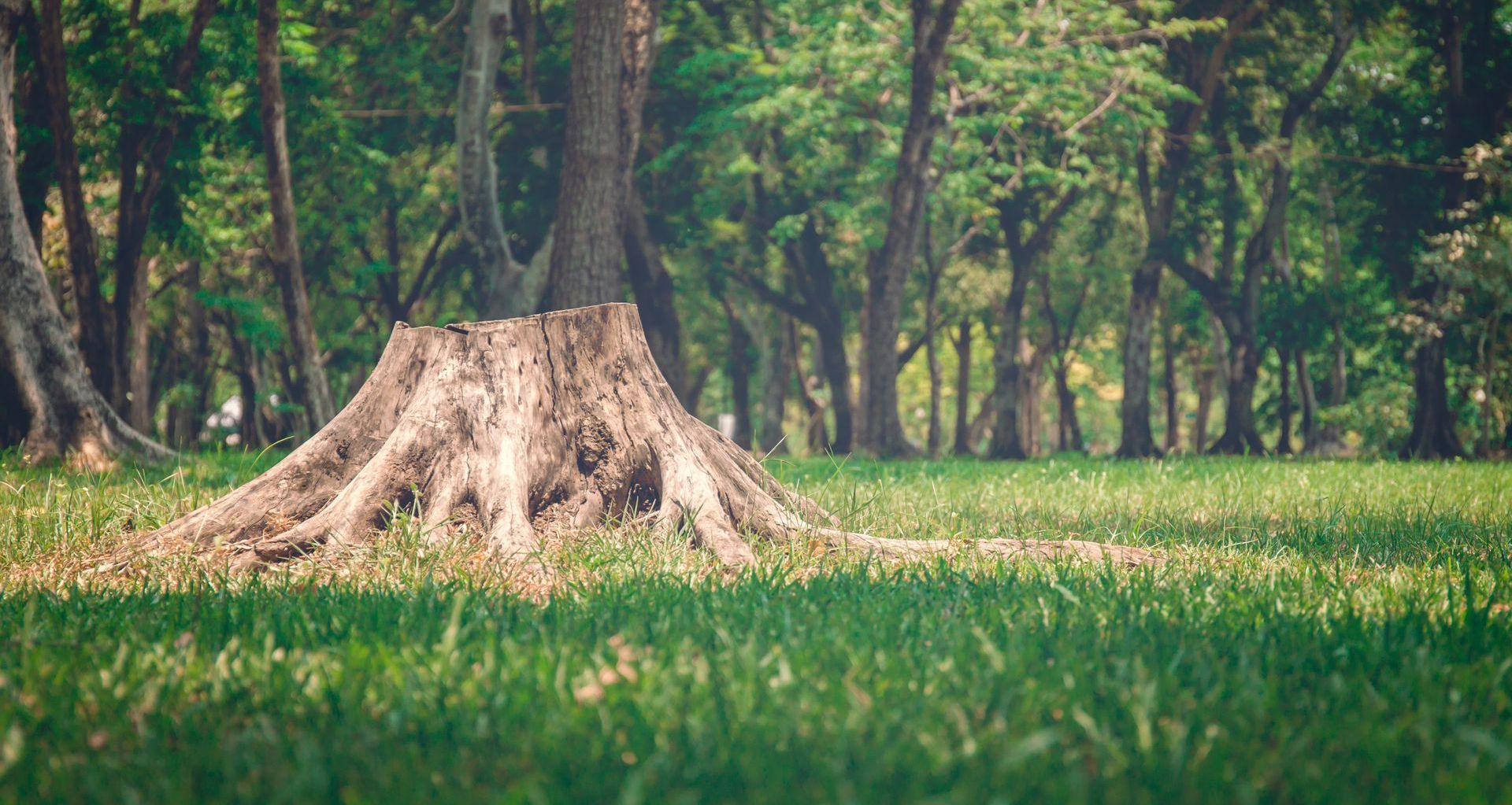 Une souche d'arbre malade