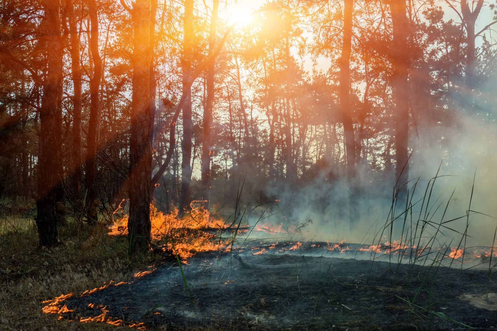 Un incendie dans une forêt