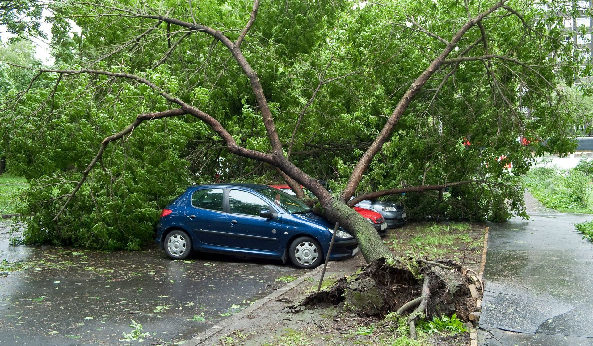 Un arbre tombé sur des voitures