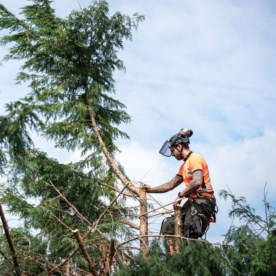 Un élagueur qui élague un sapin