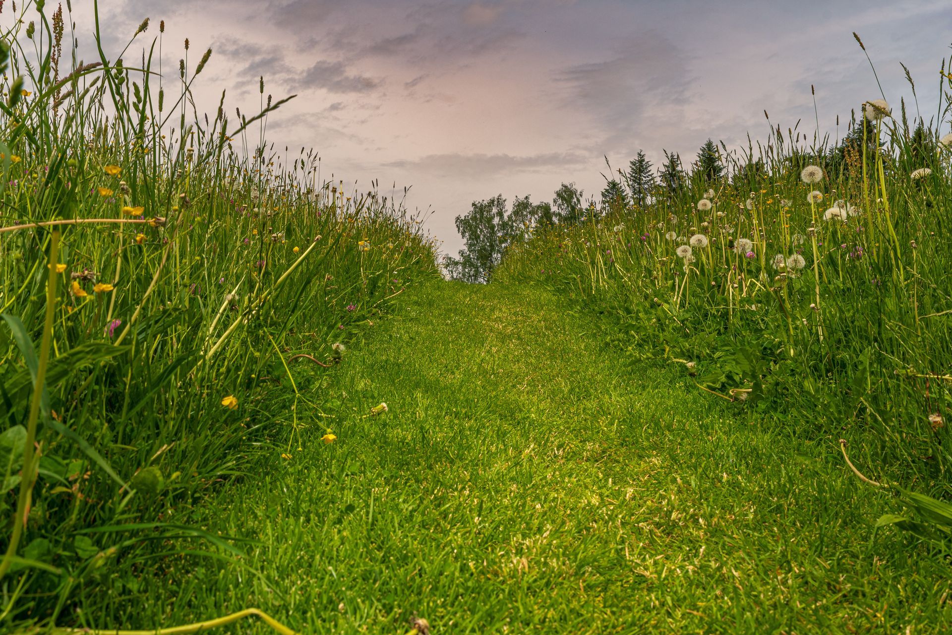 Un chemin entretenu entouré de hautes herbes