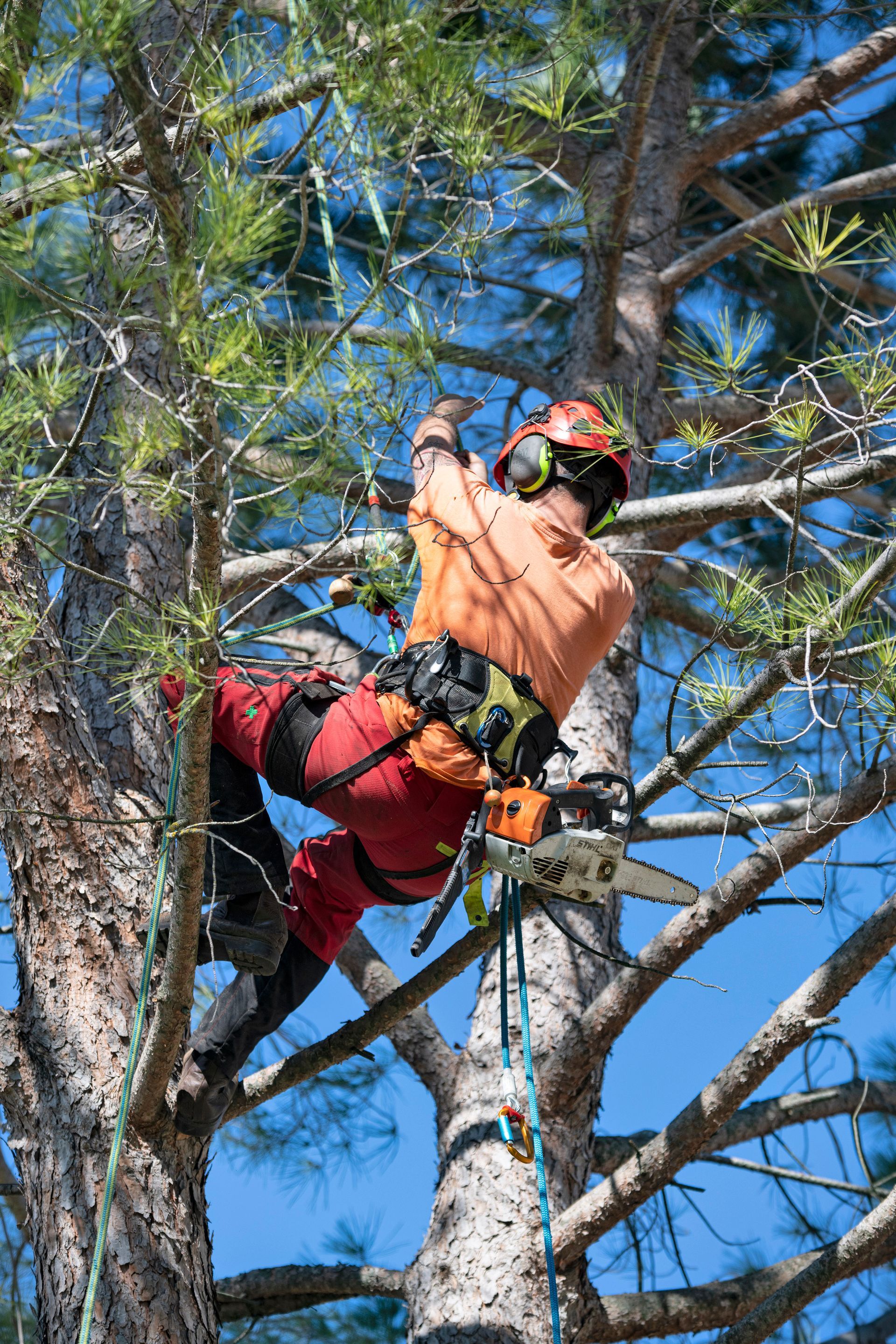 Un élagueur de dos, perché dans un arbre