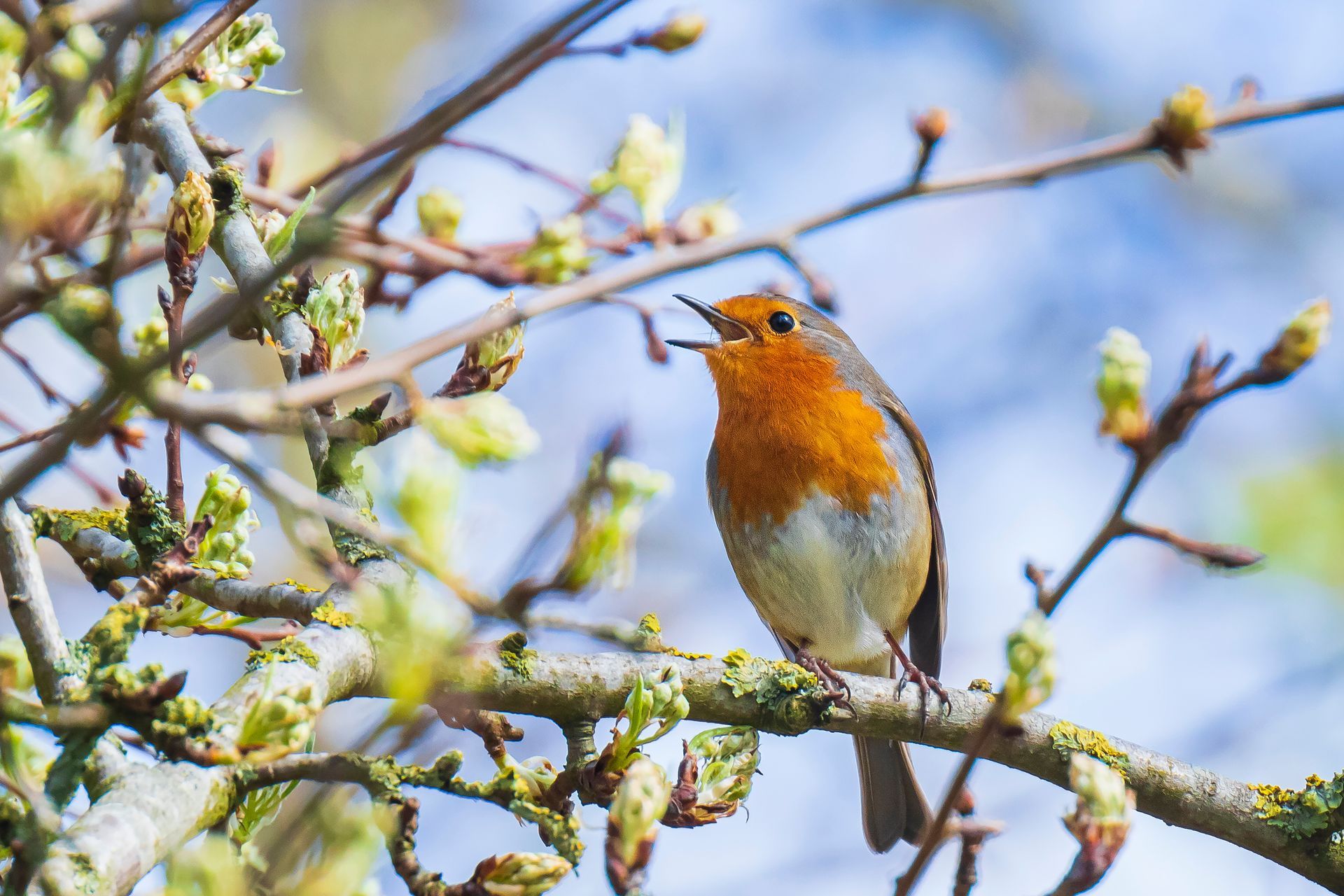 Un rouge-gorge dans un arbre