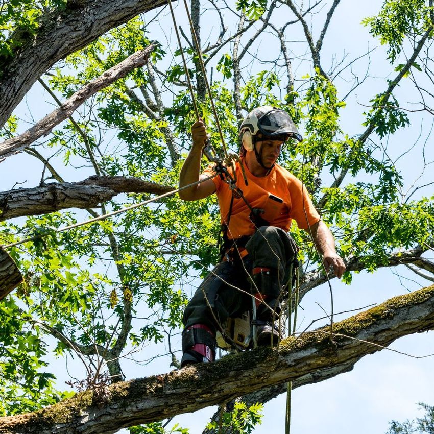 Un élagueur perché sur la branche d'un arbre