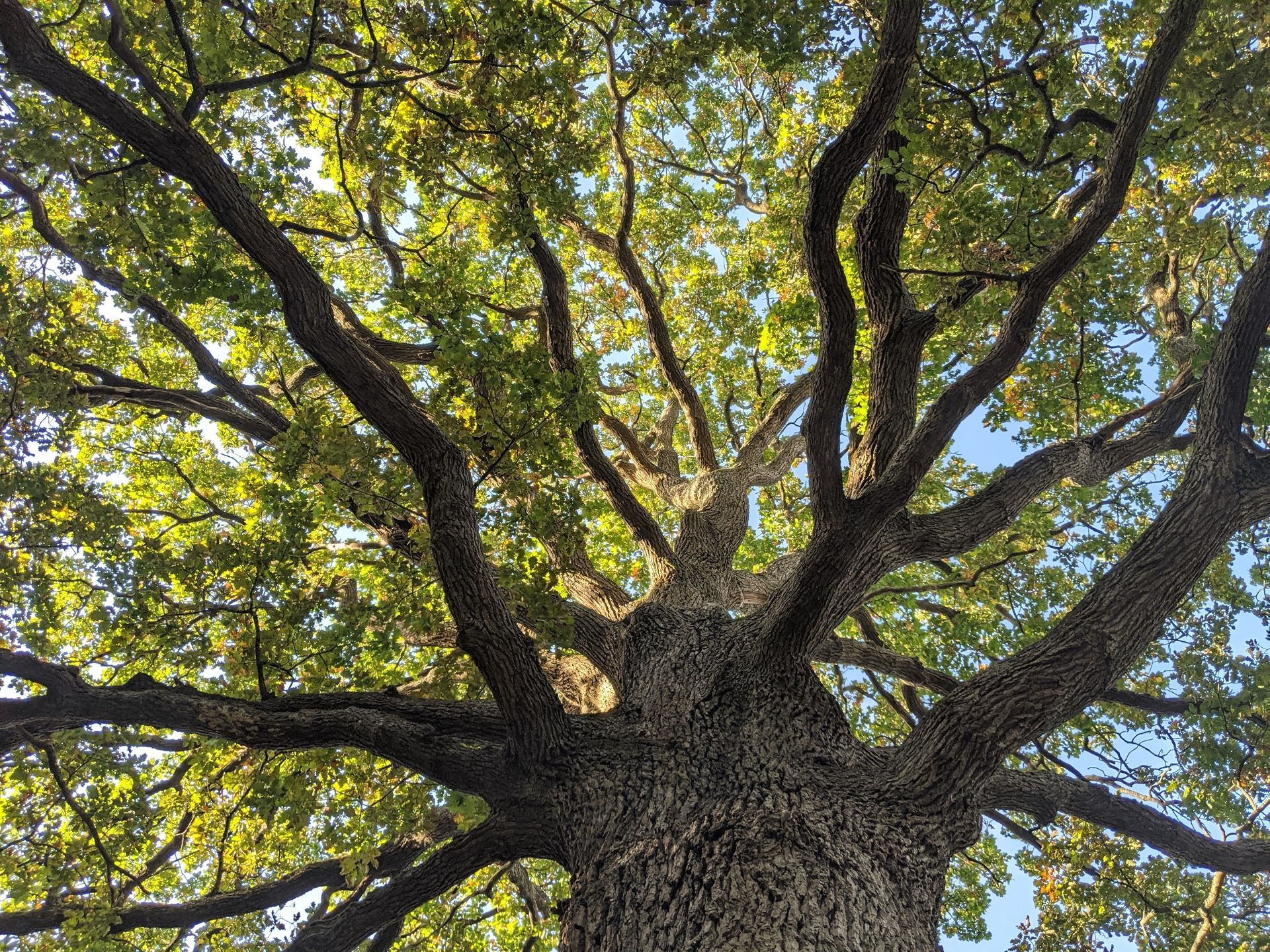 Un arbre avec des feuilles