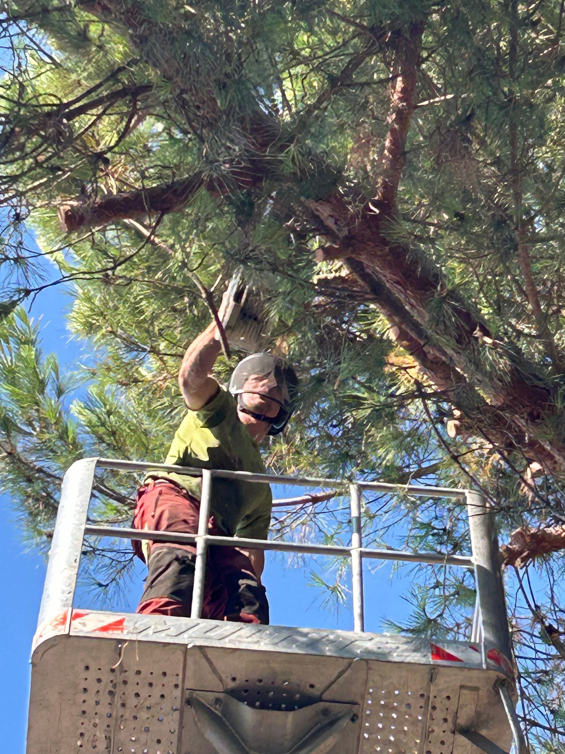 Un élagueur dans une nacelle en train de tailler la branche d'un arbre