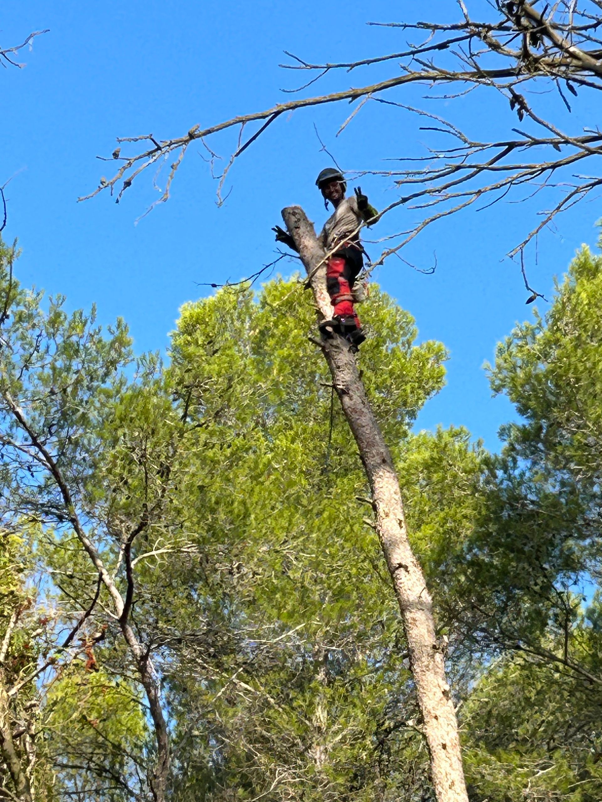 Un élagueur qui abat un arbre par démontage
