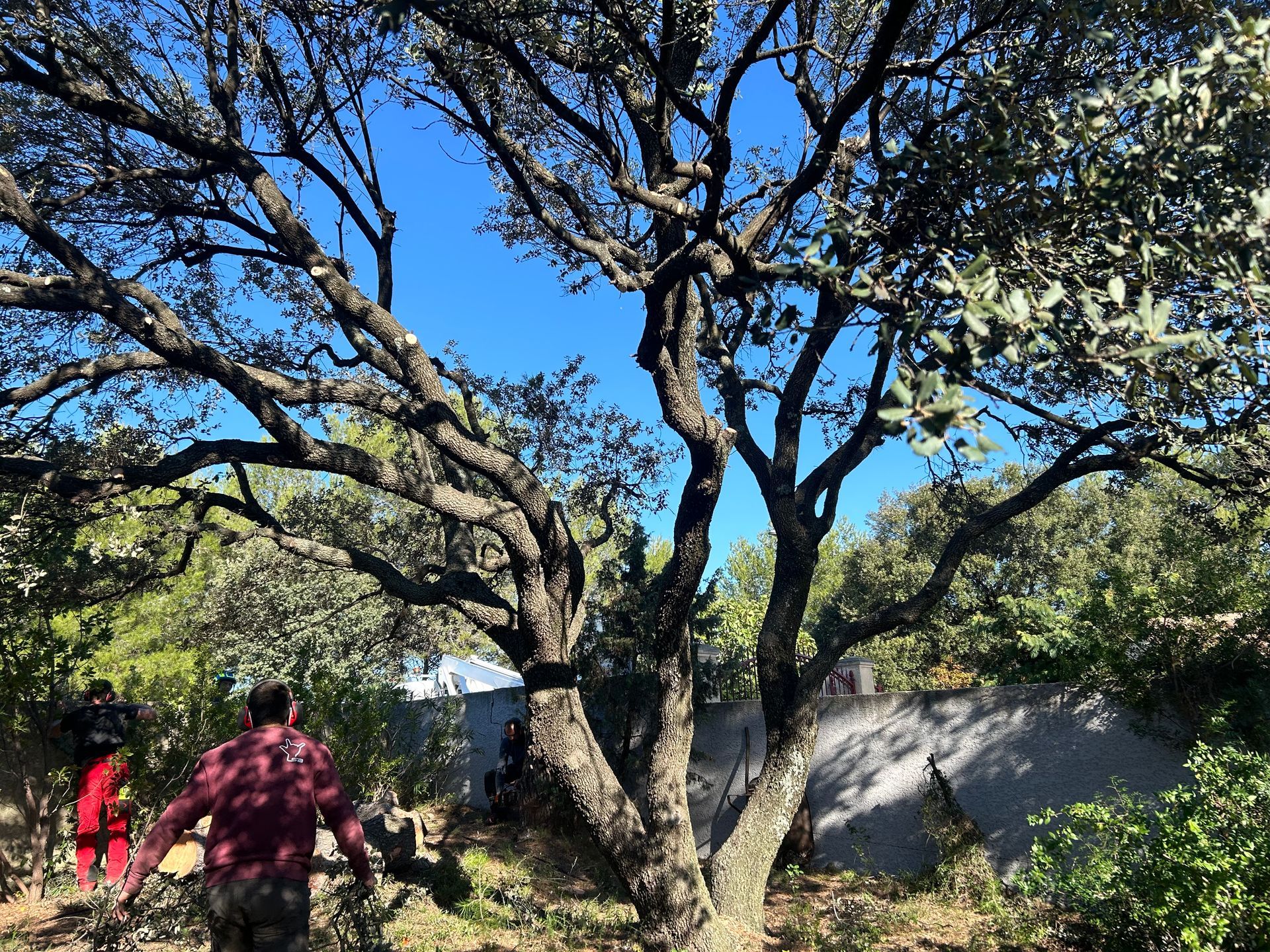 Des élagueurs qui taillent un arbre