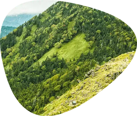 Una imagen de una montaña cubierta de árboles y hierba.