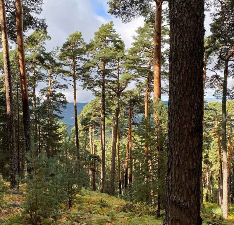 Un bosque con muchos árboles y una montaña al fondo.