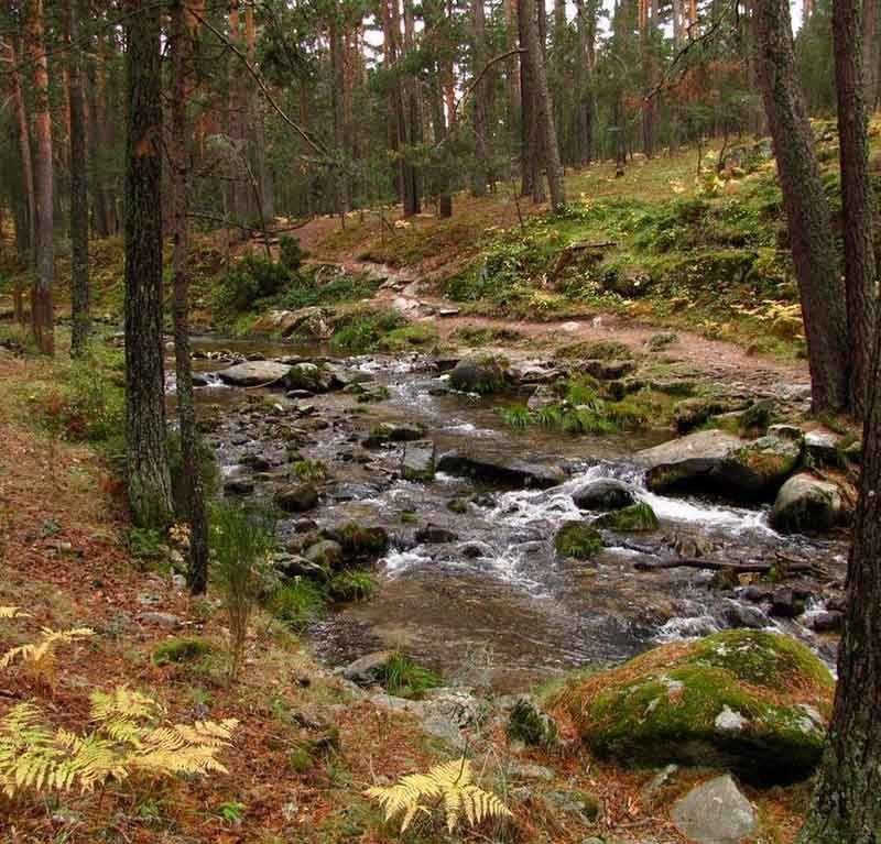 Un arroyo que corre a través de un bosque rodeado de árboles y rocas.