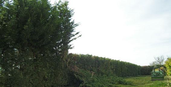 Jardins et parcs sur Monein - Remise en état d'une haie