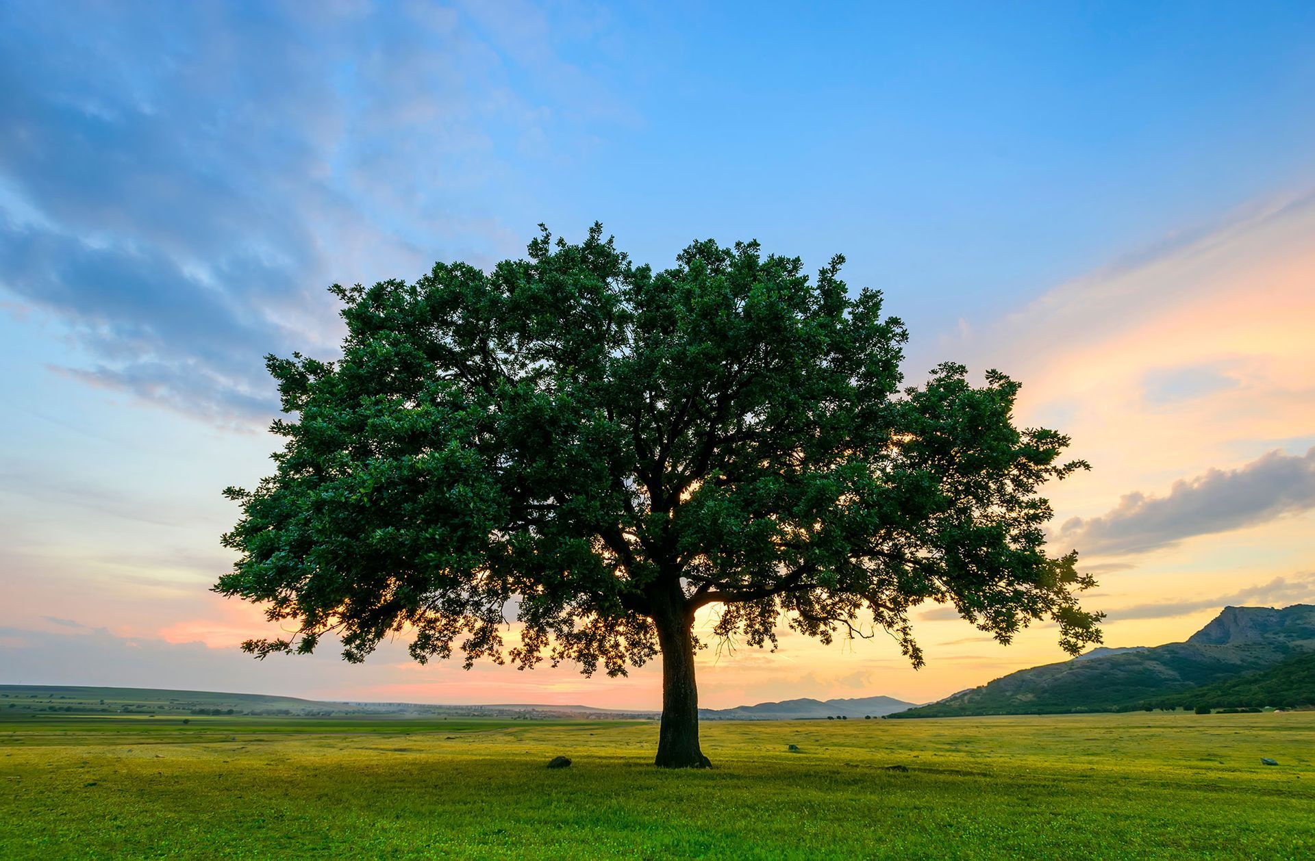 Ein einsamer Baum auf einer grünen Wiese im Sonnenuntergang unter einem farbenprächtigen Himmel