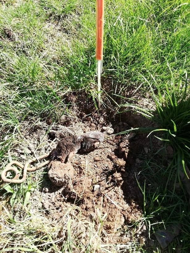 Une taupe dans son terrier