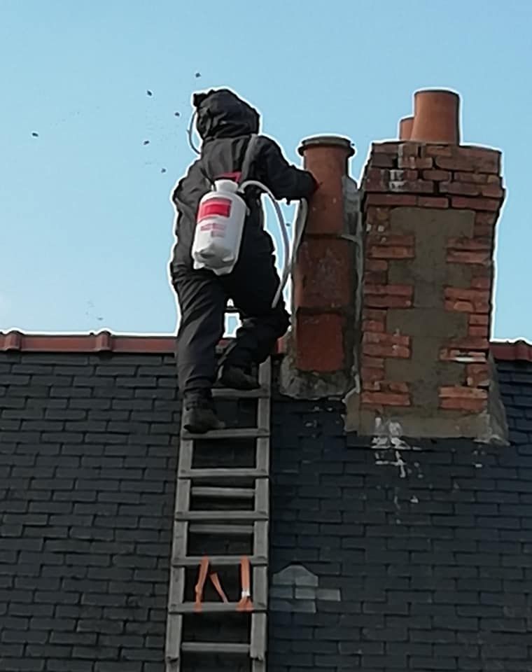 Destruction d'un nid de frelons