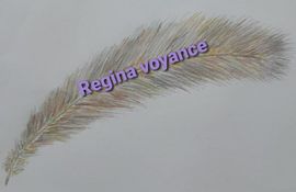 Regina Voyance