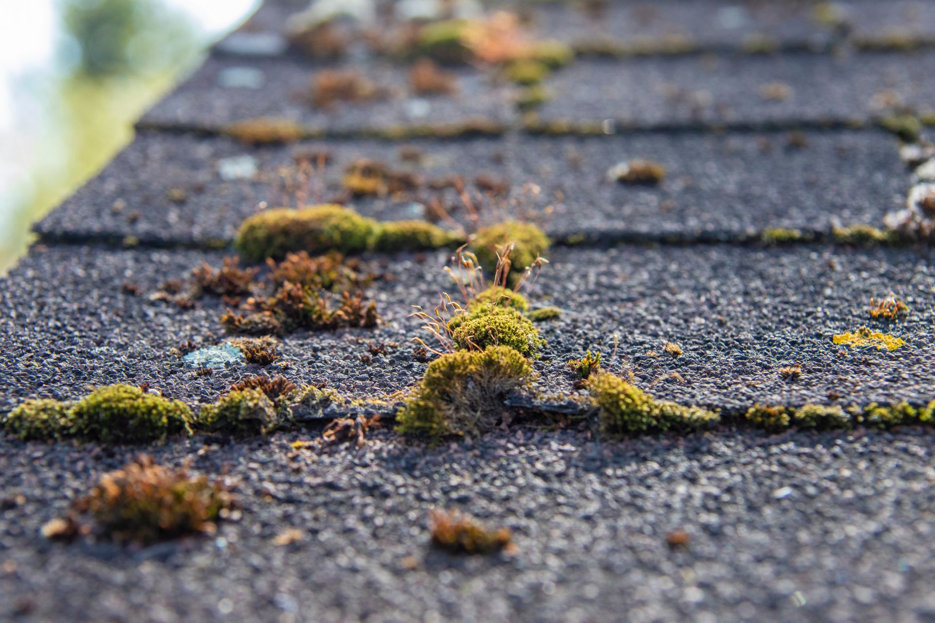 Lichens sur une surface