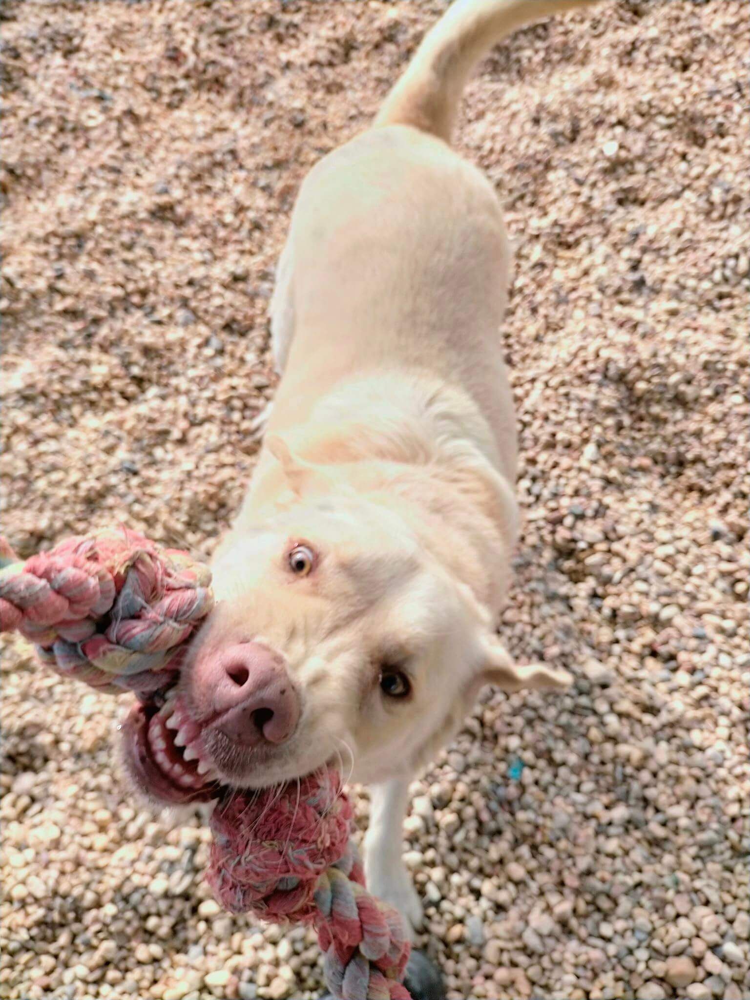 Hotel Canil Alto de São Miguel