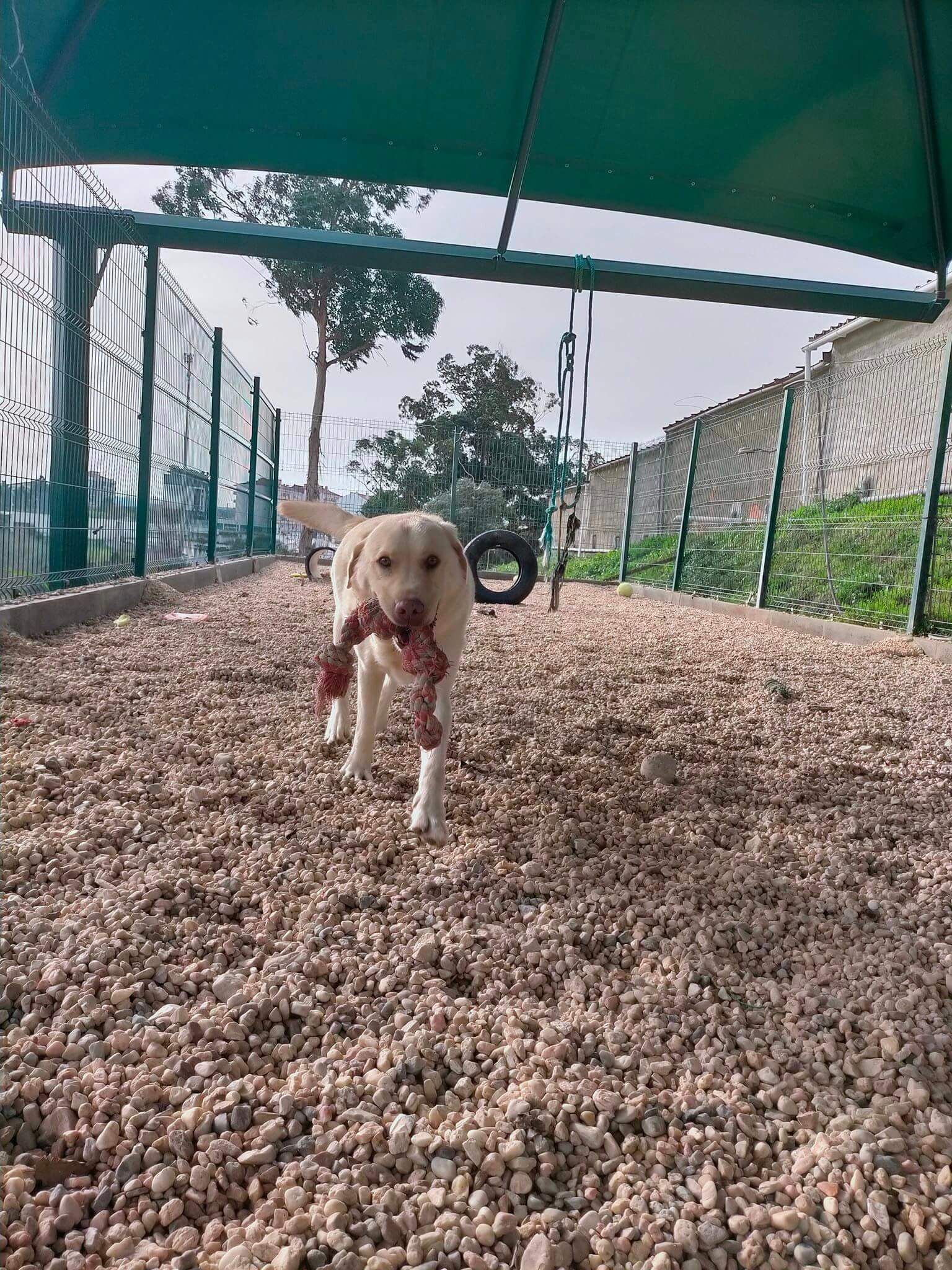 Hotel Canil Alto de São Miguel