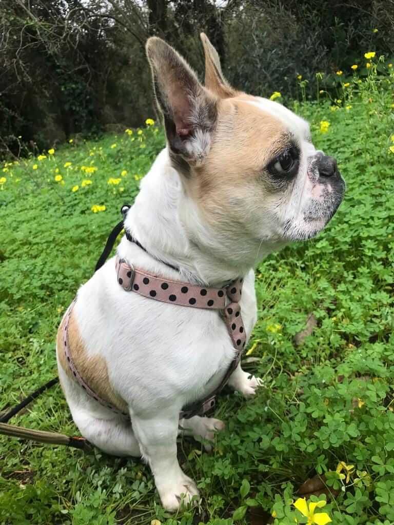 Hotel Canil Alto de São Miguel