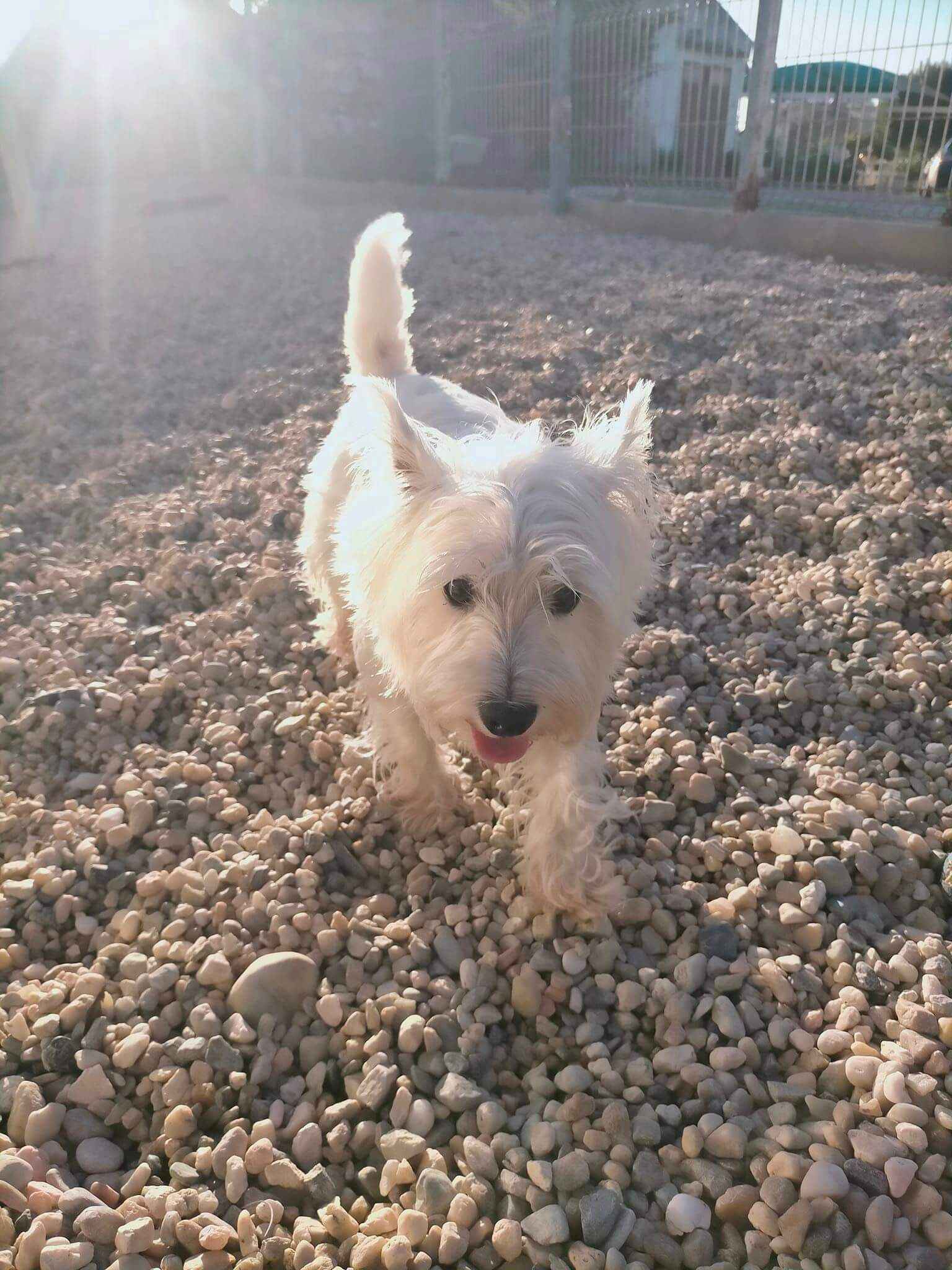 Hotel Canil Alto de São Miguel