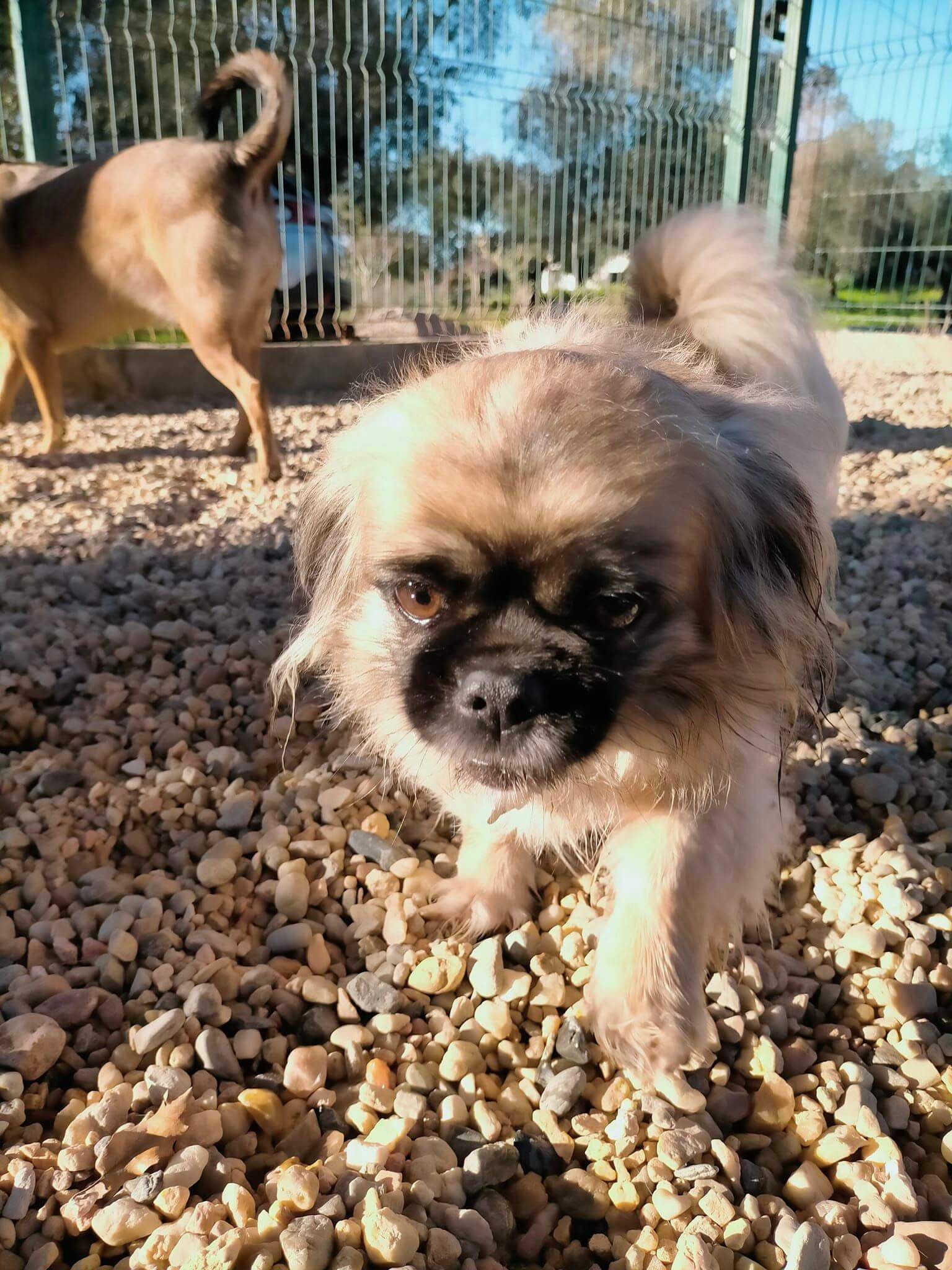 Hotel Canil Alto de São Miguel