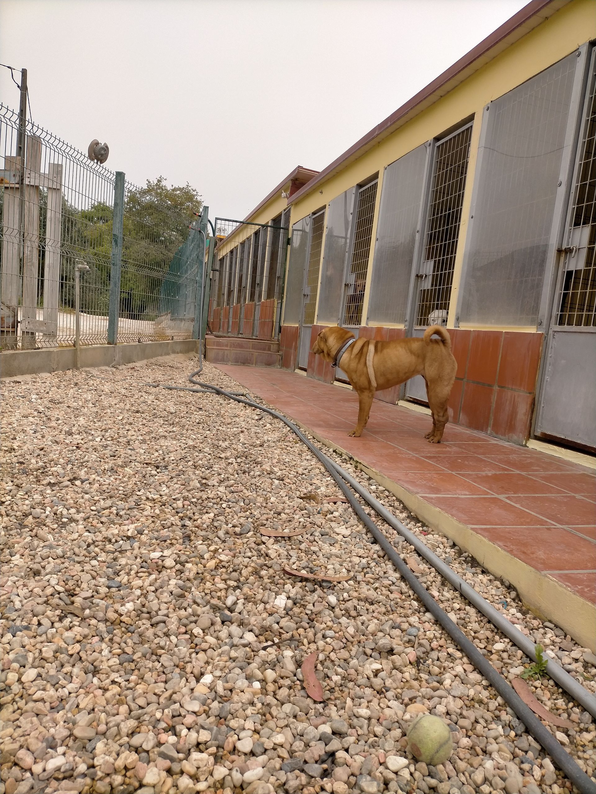 Hotel Canil Alto de São Miguel