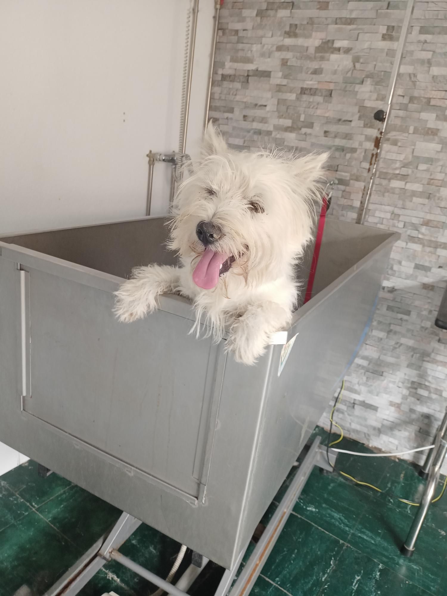 Hotel Canil Alto de São Miguel