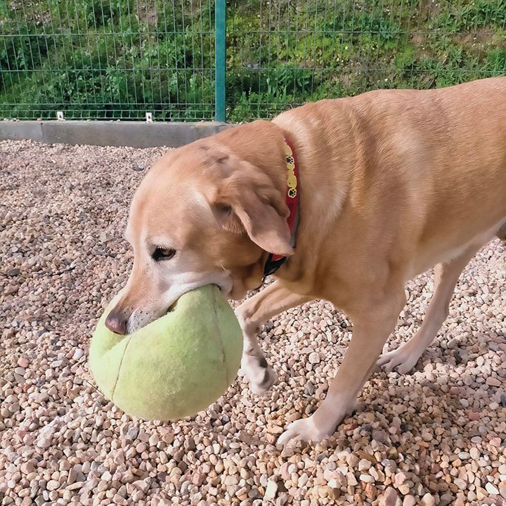 Hotel Canil Alto de São Miguel
