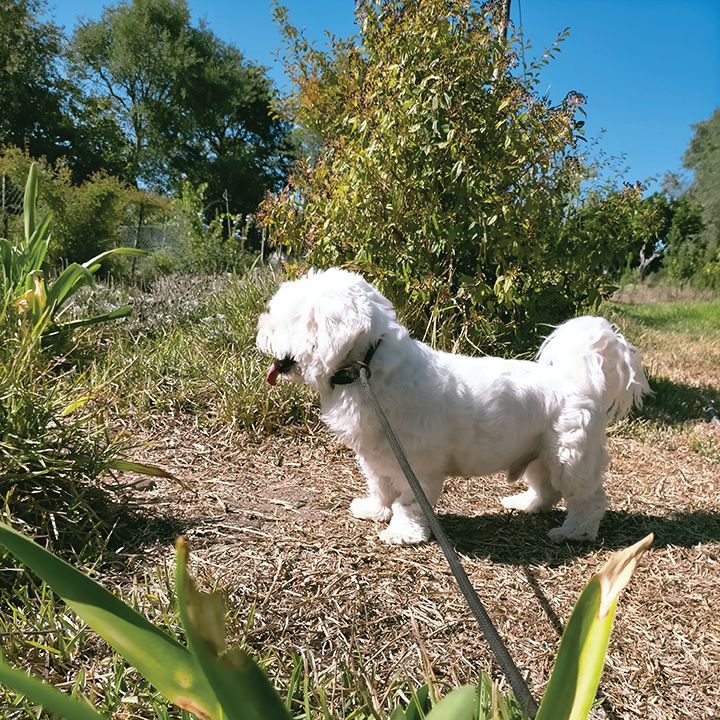 Hotel Canil Alto de São Migue