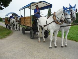 Köchli Pferdefahrten
