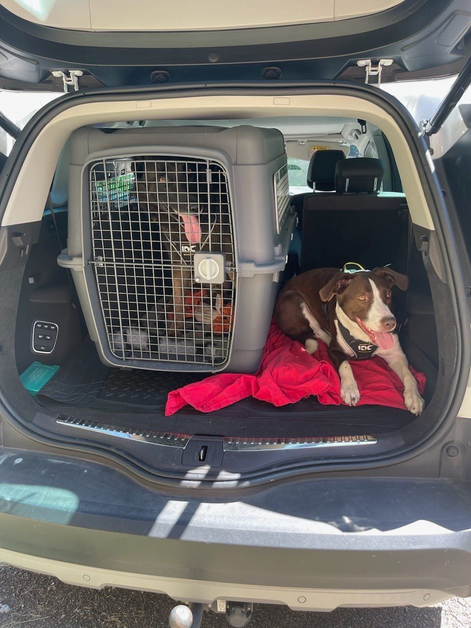 Coffre avec deux chiens