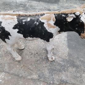 Eine schwarz-weiße Kuh steht auf einer Betonfläche.