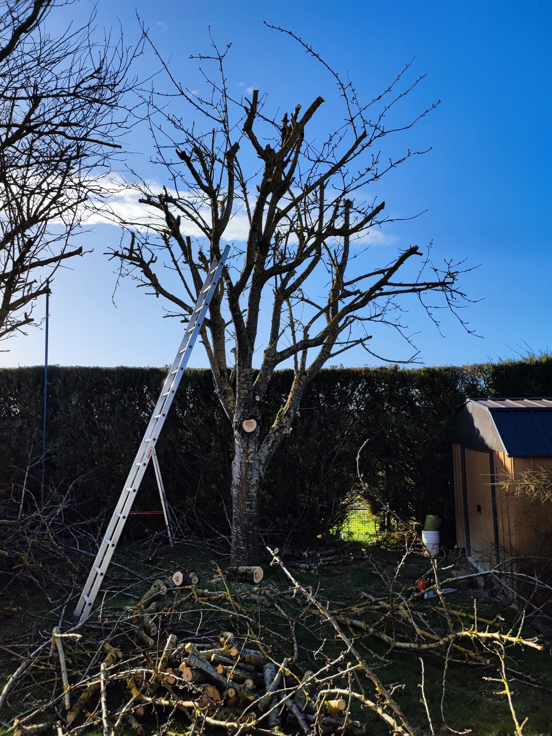 Un homme élagant un arbre