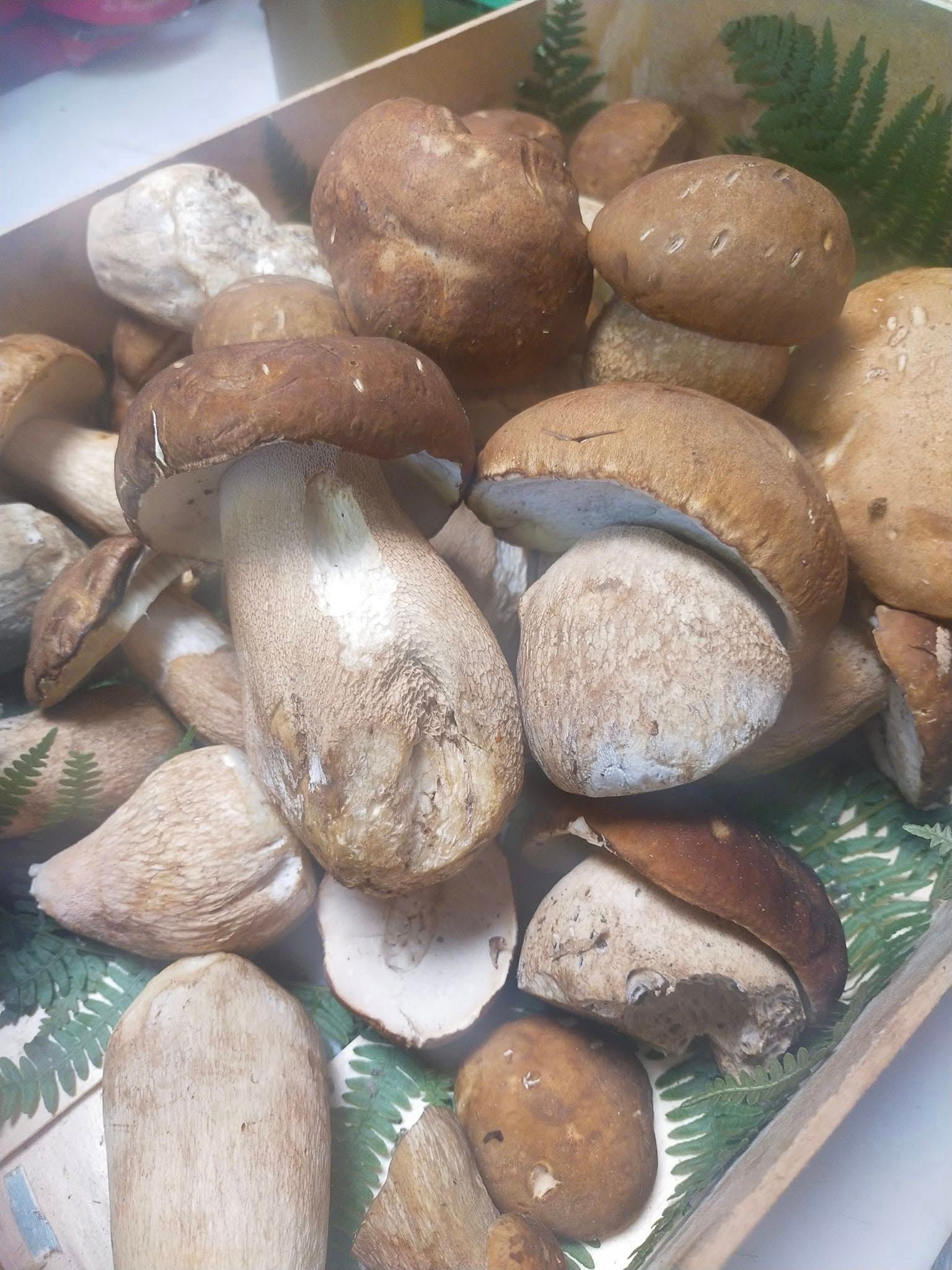 Cagette remplie de cèpes avec des feuilles de fougère.