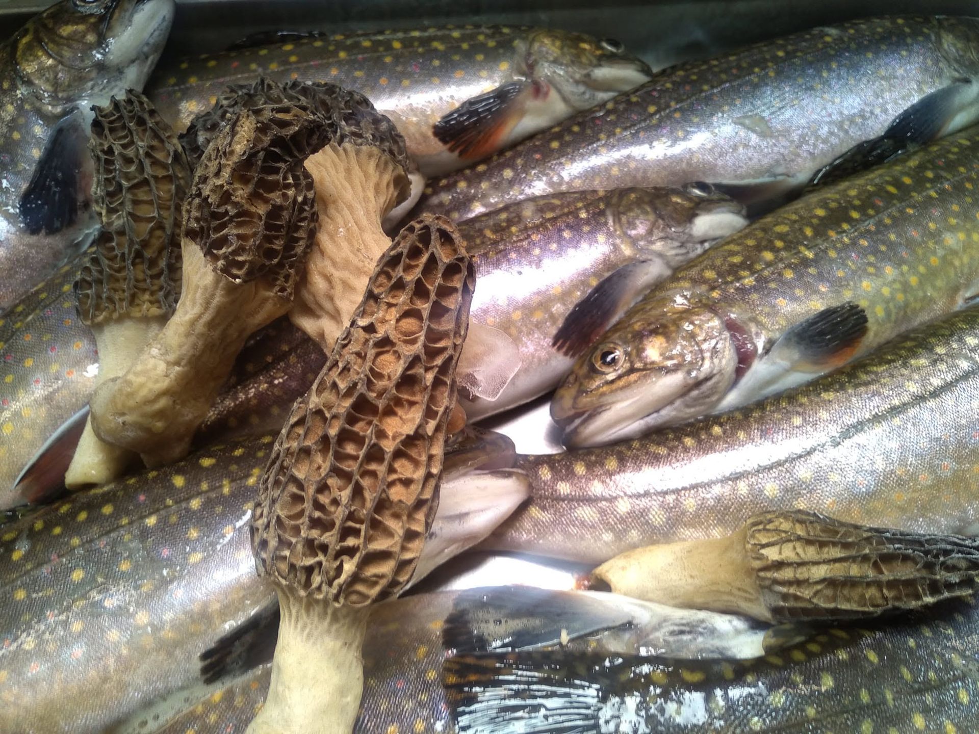 Poissons frais et morilles disposés dans un récipient.