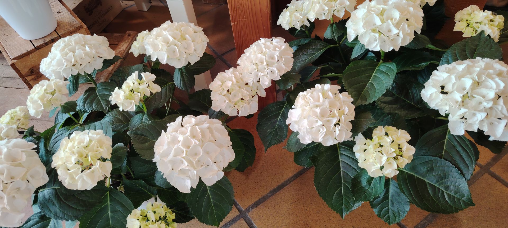 Fleuriste qui arrose une plante