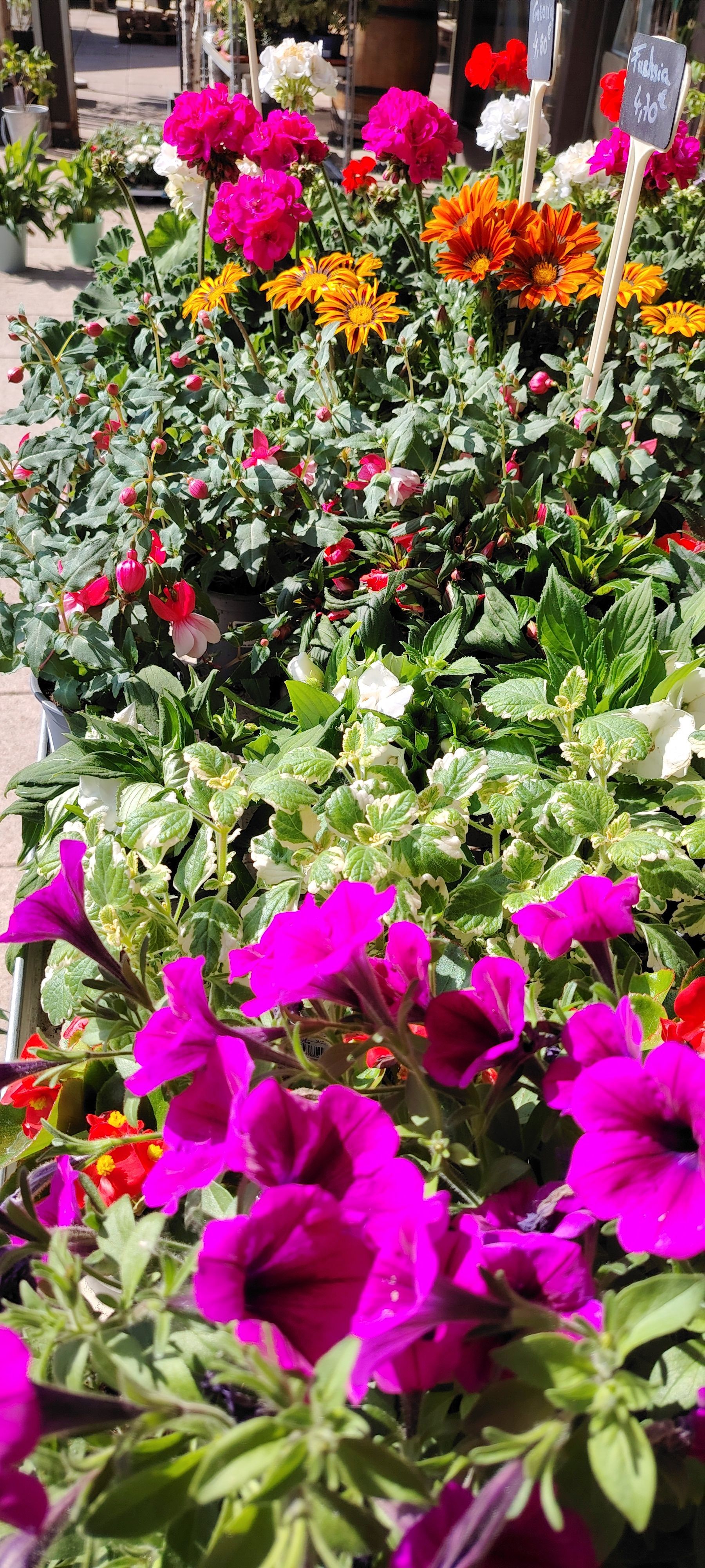 Massif de fleurs