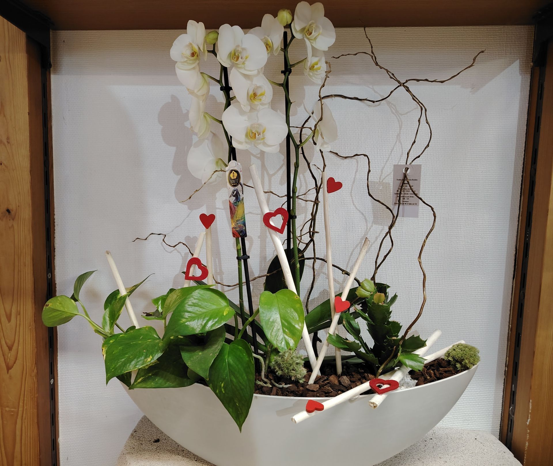 Gros plan sur une plante verte