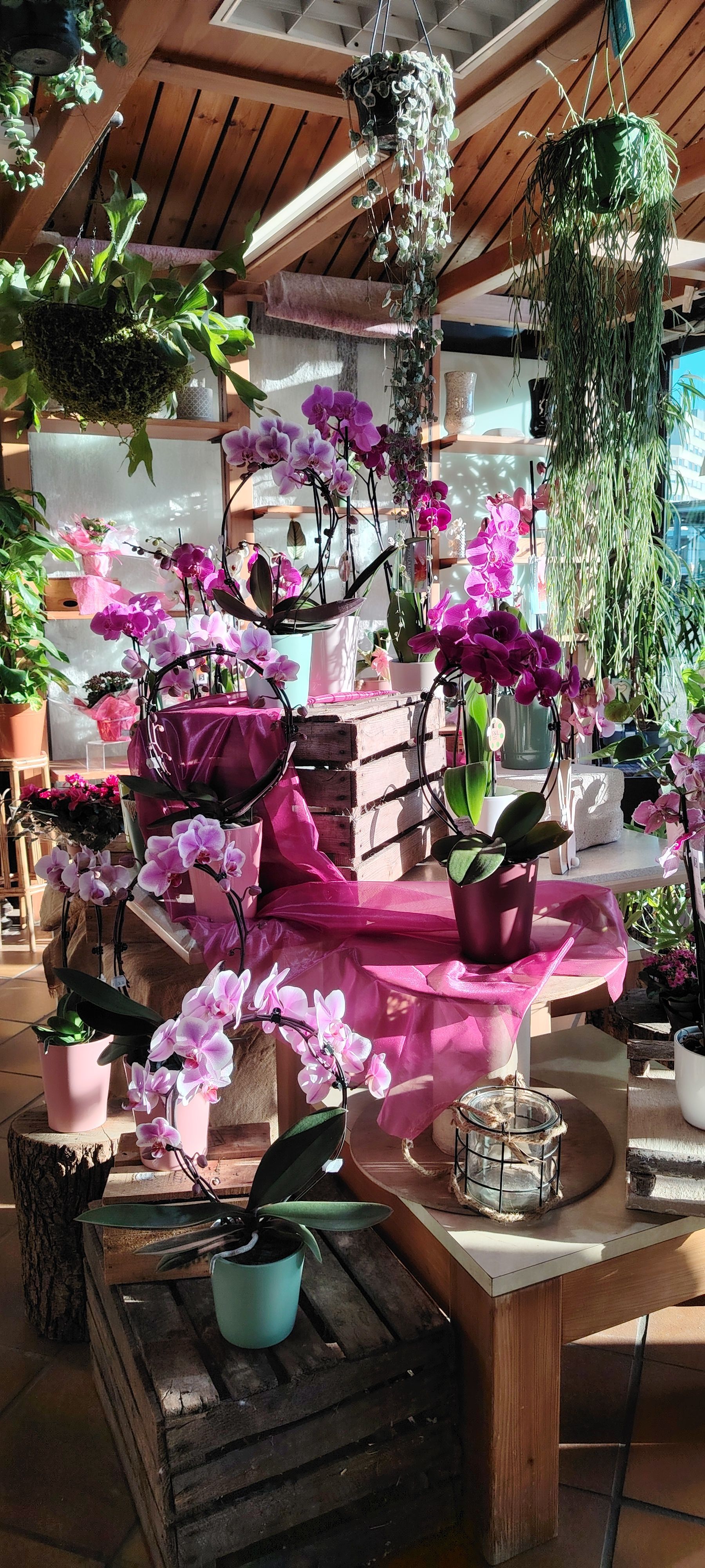 Boutique de fleurs, avec assortiment d'orchidées