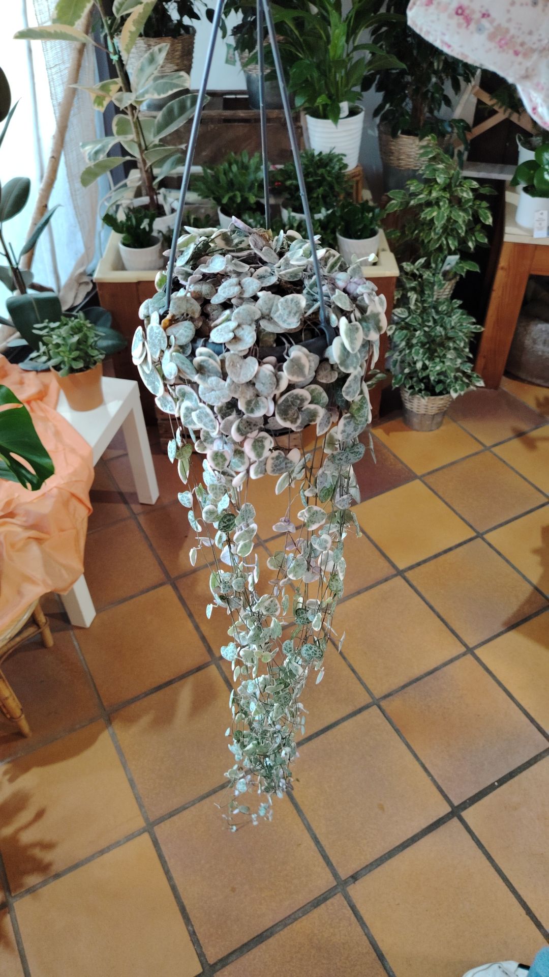 Plante en pot tenue dans des mains