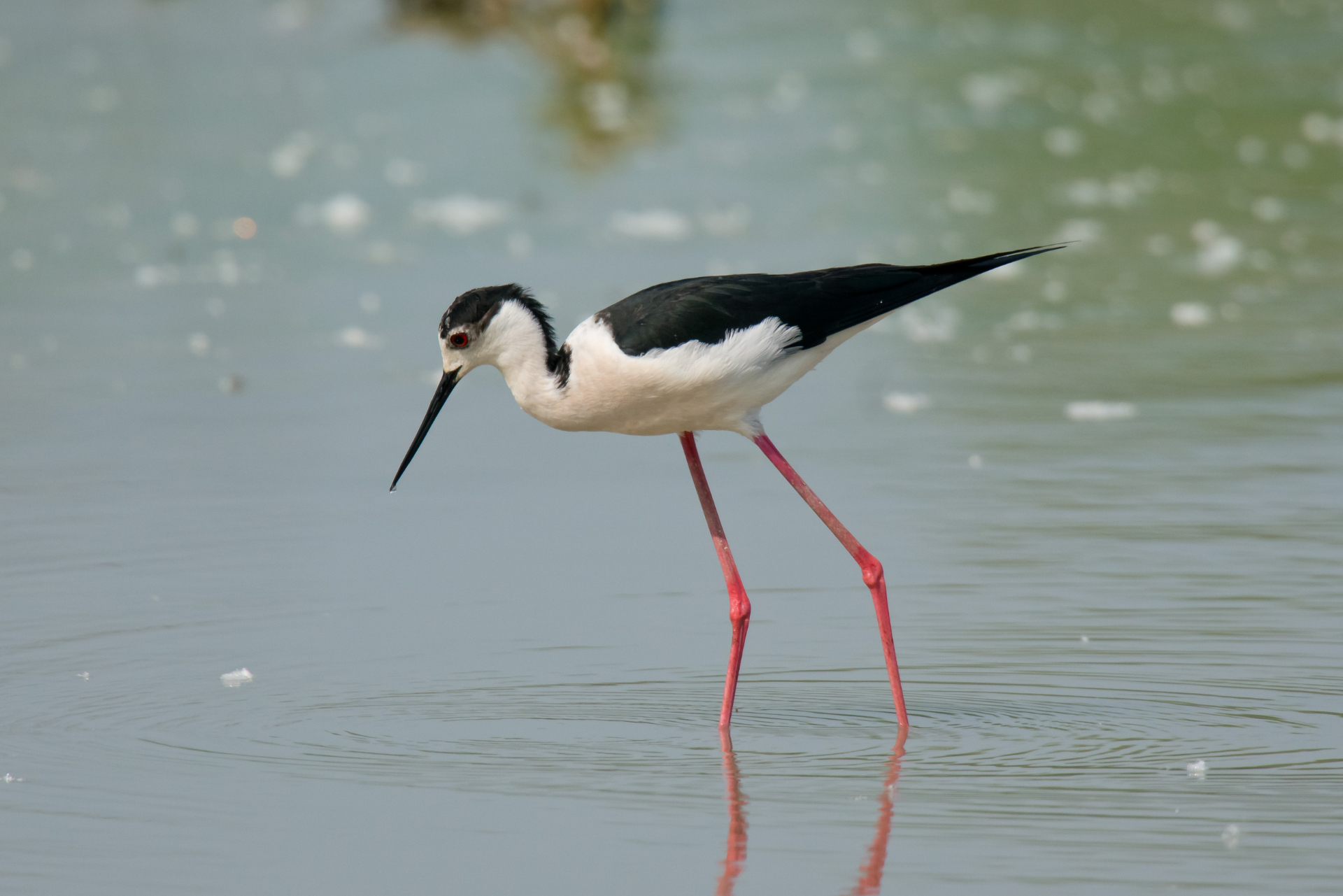 Ein schwarz-weißer Vogel mit langen Beinen steht im Wasser.