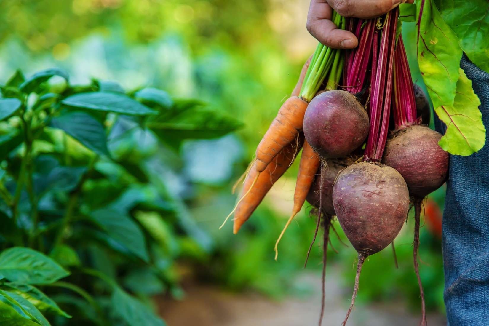 Una mano sostiene un manojo de zanahorias naranjas recién cosechadas y remolachas de color rojo oscuro sobre un fondo borroso de jardín.