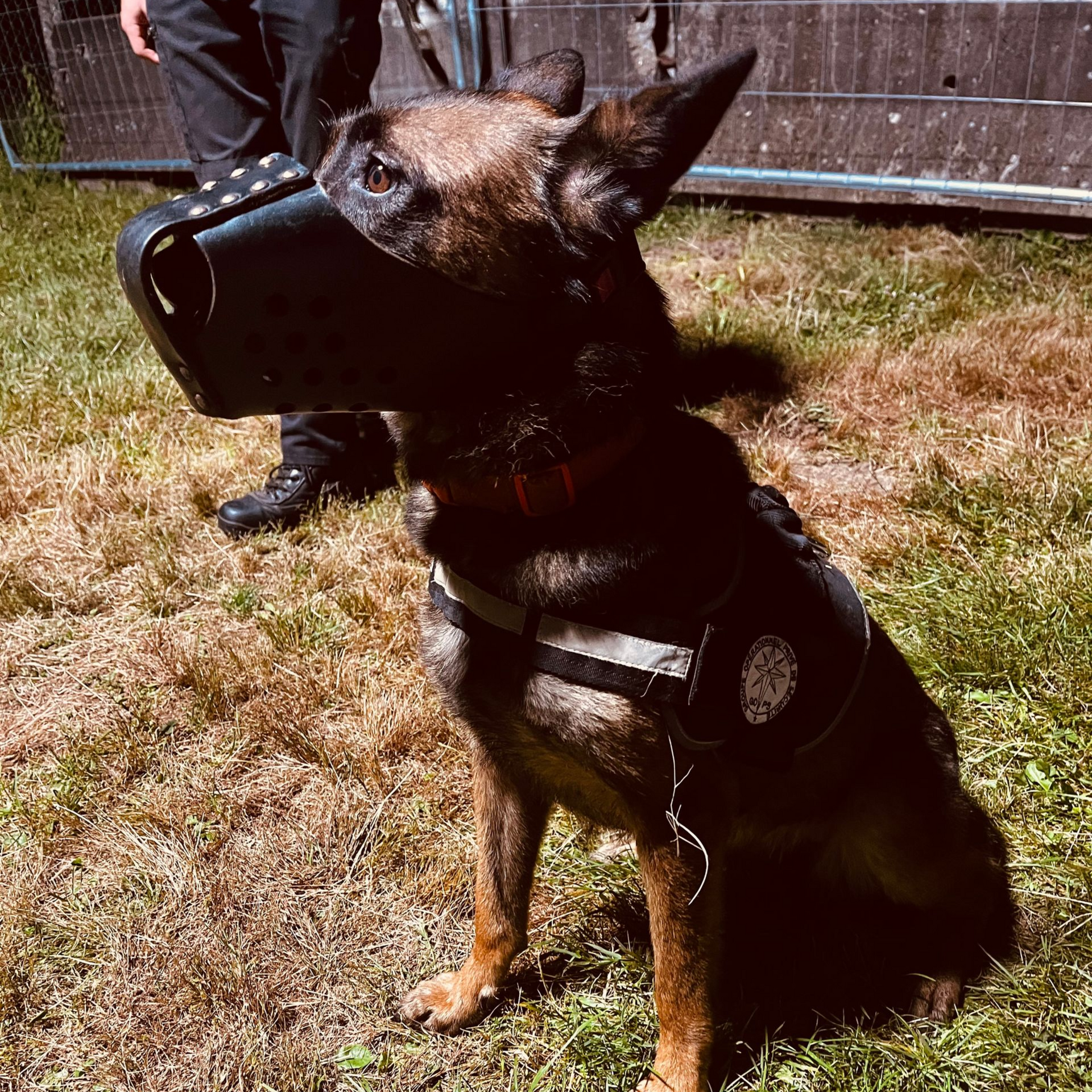 Chien policier, Malinois belge, assis sur l'herbe, portant une muselière et un gilet, à côté d'une personne.